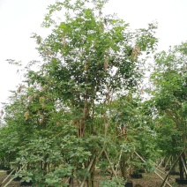 丛生黄花风铃木