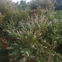 荆花
