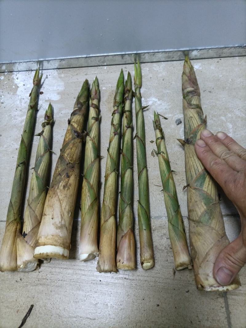 甜竹笋,苦笋