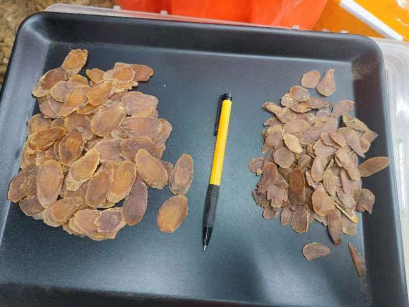 一整根完整的红参药材,表面呈红棕色至深褐色,有明显的纵皱纹和支根痕,质地坚硬,断面角质样,带有光泽,旁边摆放一把中医秤和白色瓷盘,背景为传统中药柜 红参实物图