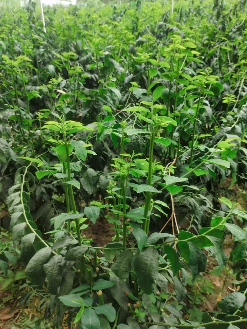 广东树仔菜种植基地,树仔菜种植基地(第2页)_大山谷图库