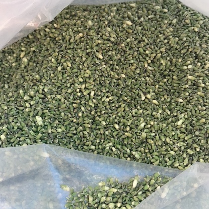 盐湖区槐米价格行情走势 - 一亩田