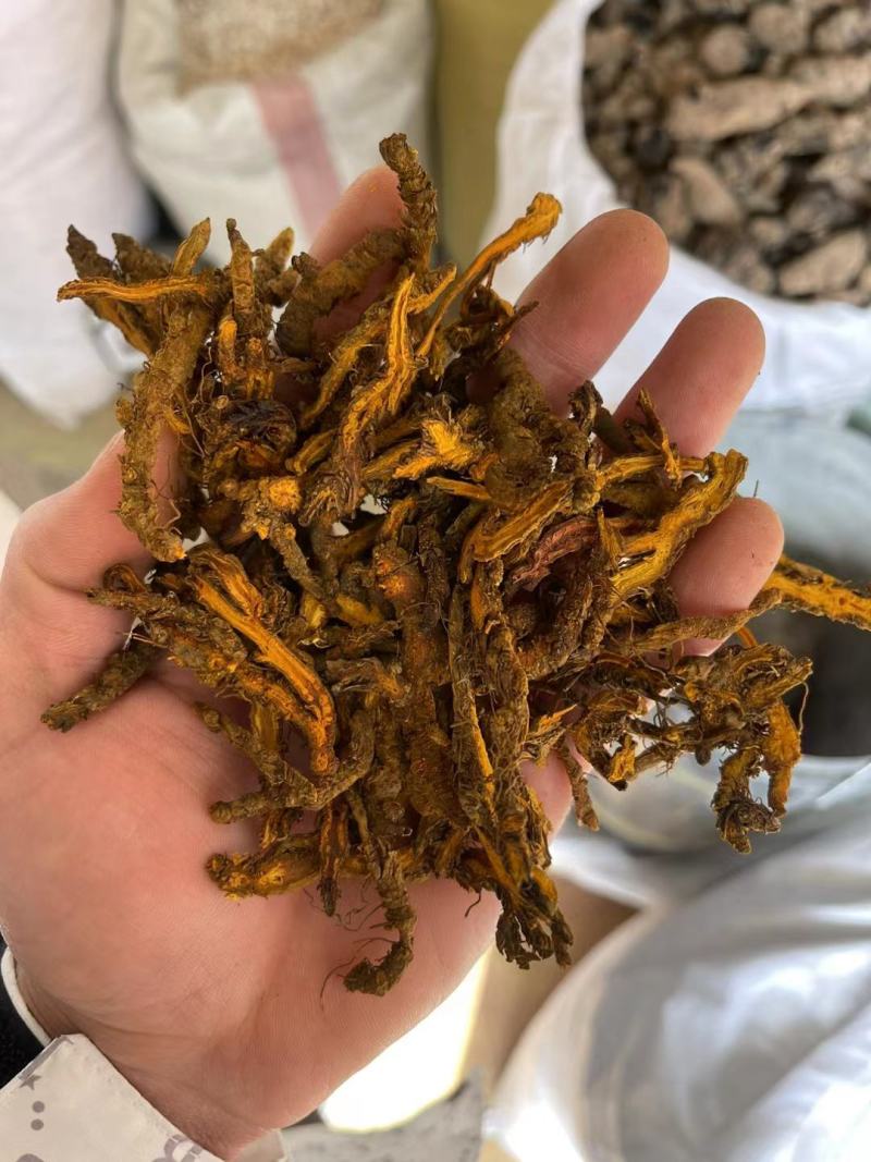 黄连中药鸡爪连黄连泡水黄莲片正品苦黄连粉包邮