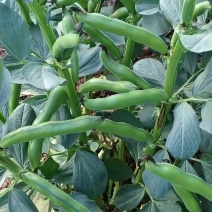 精品蚕豆，青豆和白蚕豆大量上市，货源充足，