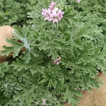 驱蚊草原土夏季去蚊虫原盆发货基地批发（支持一件代发）
