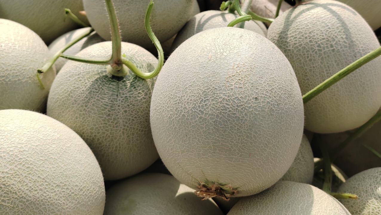 特写镜头展示切开的博洋9号甜瓜，可见清晰网纹外皮、淡绿色果肉与中心种子腔，果肉表面有晶莹水珠