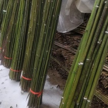 基地直销竹子品种纯正欢迎电话咨询