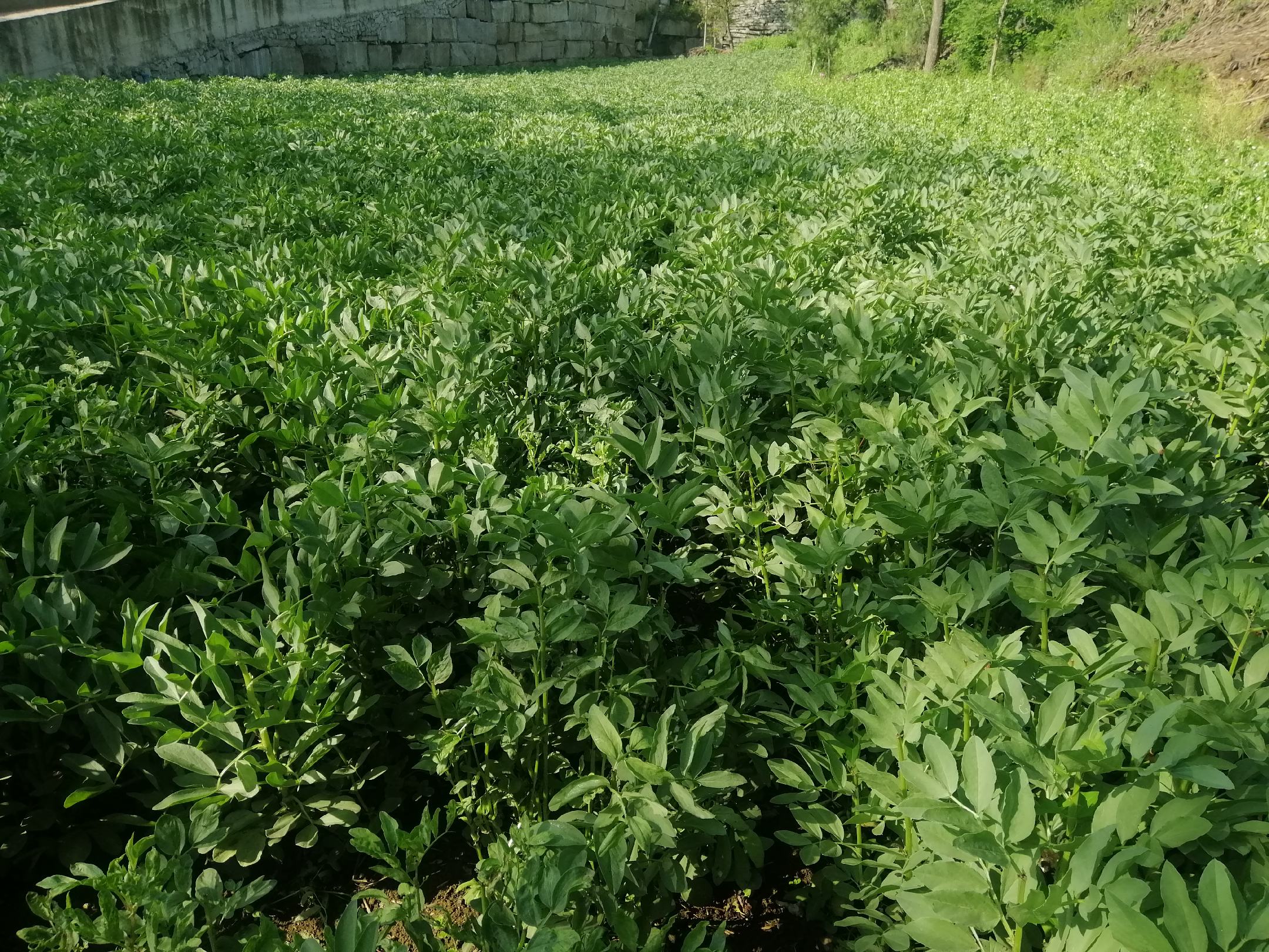 一片开阔的高原农田中,绿扁豆植株整齐排列,叶片翠绿,部分已开花结荚,远处有农民正在田间劳作,体现可持续农业场景 绿扁豆农业种植场景