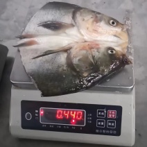 鱼泥鱼头鲢鱼头