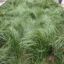 安徽亳州知母苗，大型育苗基地，大量批发中