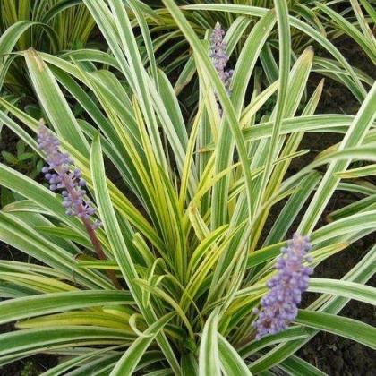 麦冬草价格行情