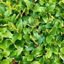天睿园林常年大量供应优质杜英芽苗杜英种苗籽播杜英造林苗
