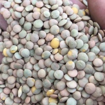 小扁豆鸡豆绿扁豆滨豆宾豆干扁豆打粉凉粉