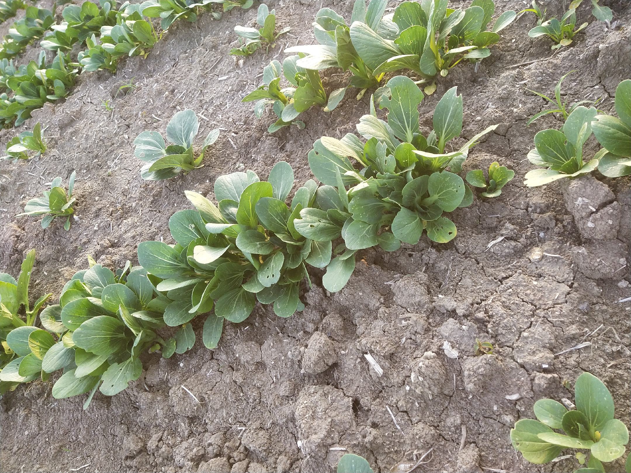 油菜田间杂草分布图