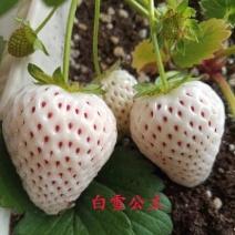 白雪公主脱毒草莓苗、果子大，口感香甜，抗病能力强，