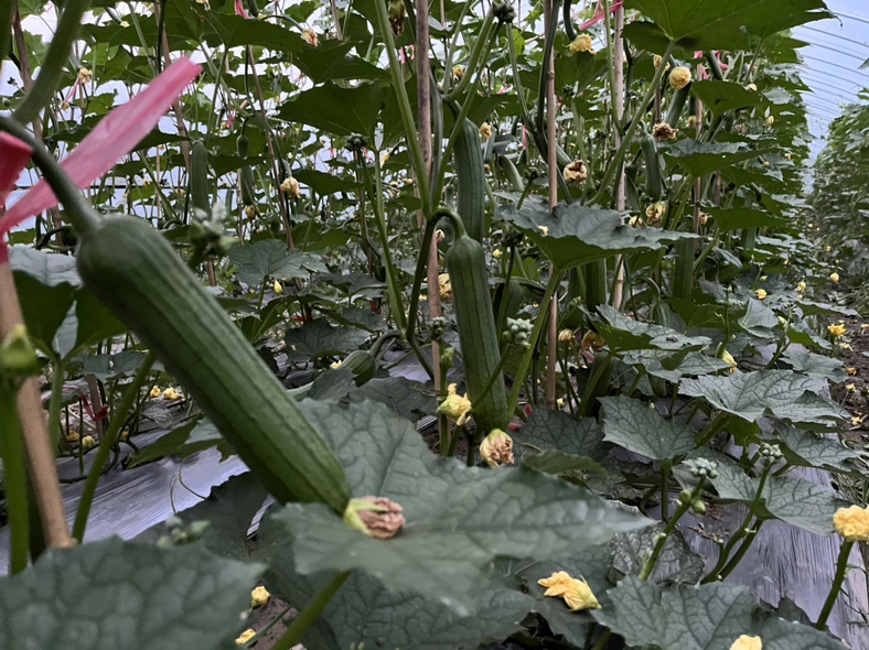 丝瓜架下种植菠菜,利用早期遮阴不强的特点,提前收获 丝瓜架下种植菠菜
