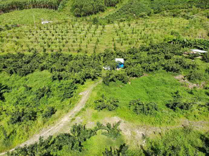 航拍视角下的水晶梨果园,绿意盎然的果树整齐排列,果农在田间忙碌,远处可见运输车辆正在装货 水晶梨果园航拍图