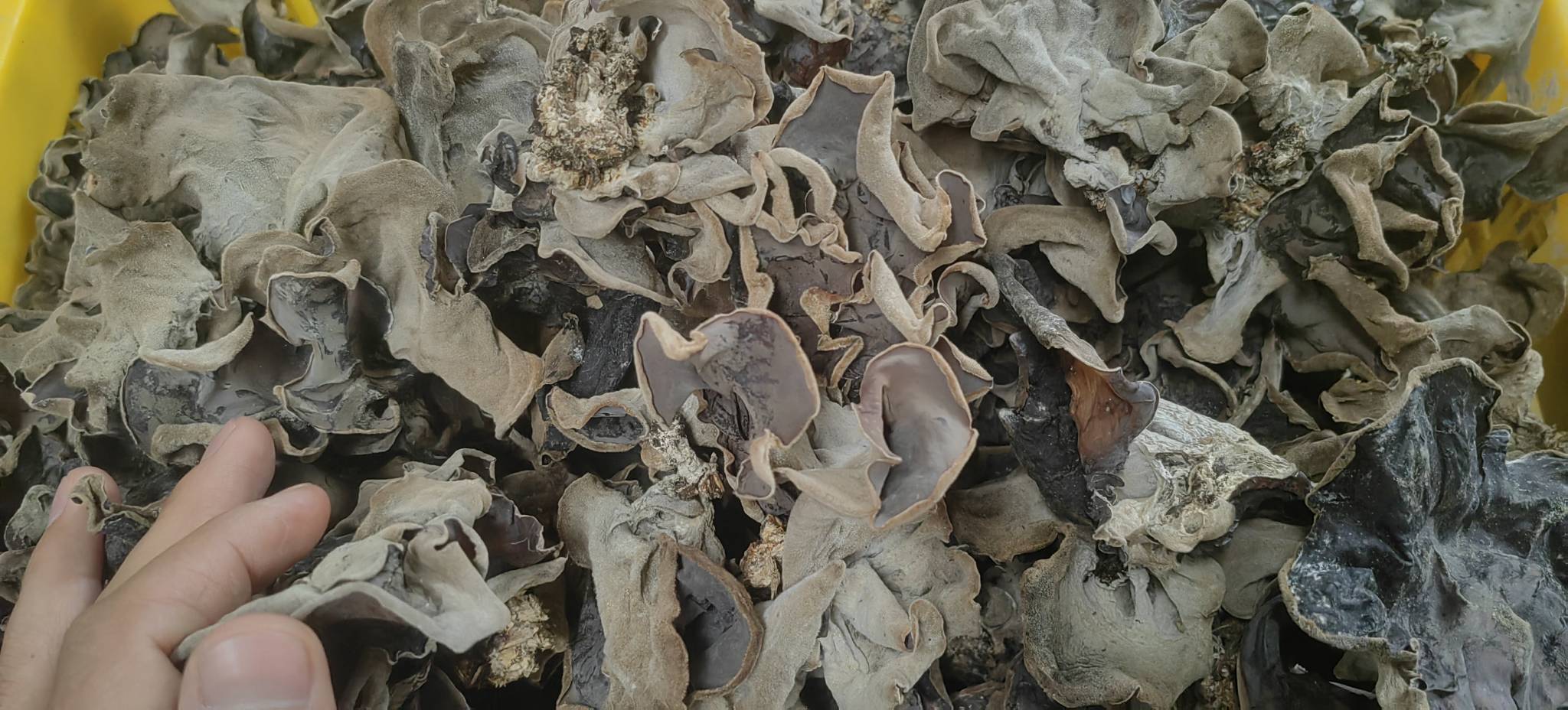 毛木耳科学食用场景：不锈钢盆中浸泡中的毛木耳（灰褐色绒毛清晰可见），旁边放置电子秤显示干品3g，配一锅清炖毛木耳瘦肉汤（汤色微黄透亮，汤面浮少量油星），背景为实验室级温度计显示65℃恒温水浴锅