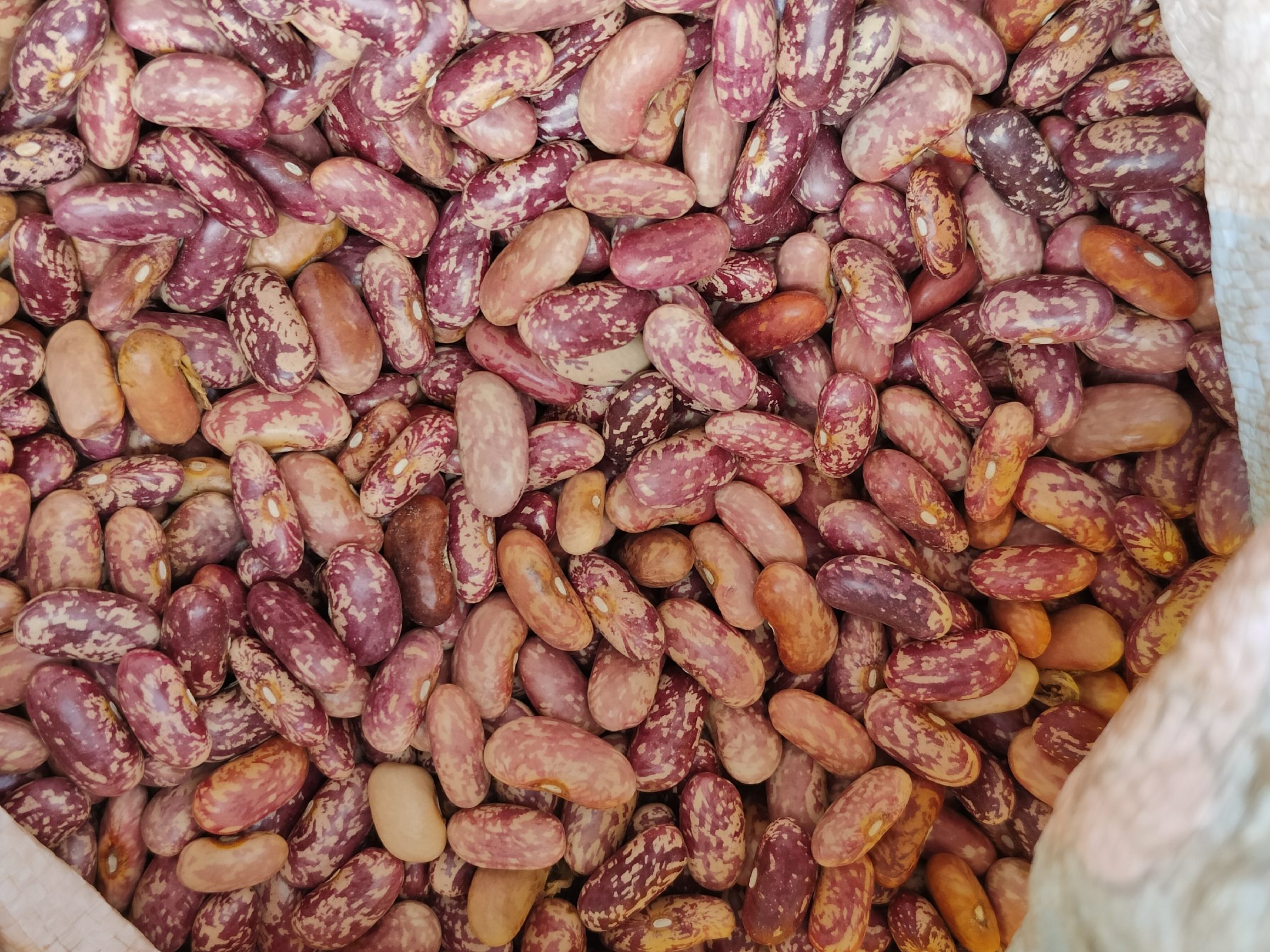 小扁豆烹饪示意图