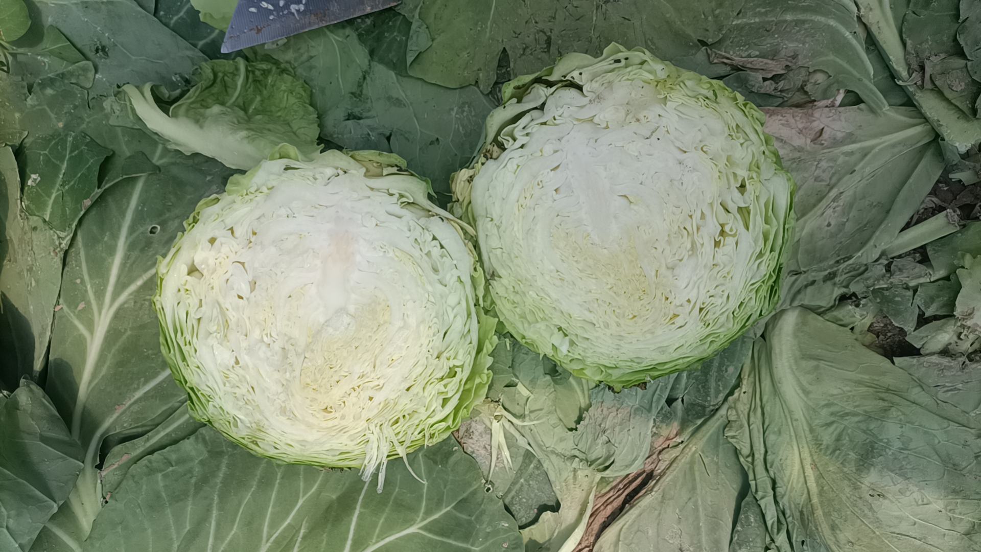 一个被横向切开的新鲜甘蓝,露出内部螺旋状的叶脉结构,刀具置于旁边,背景为木质砧板和厨房台面,展现家庭烹饪场景 厨房中切开的甘蓝