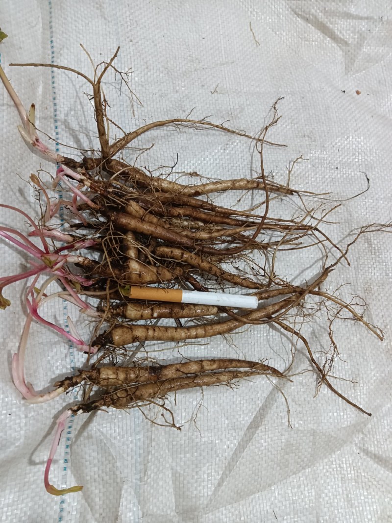 野生优质一二三年生赤芍苗