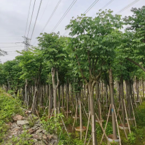 国庆花栾树