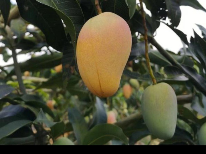 小台农芒果皮颜色对比图，展示不同成熟阶段的果皮变化