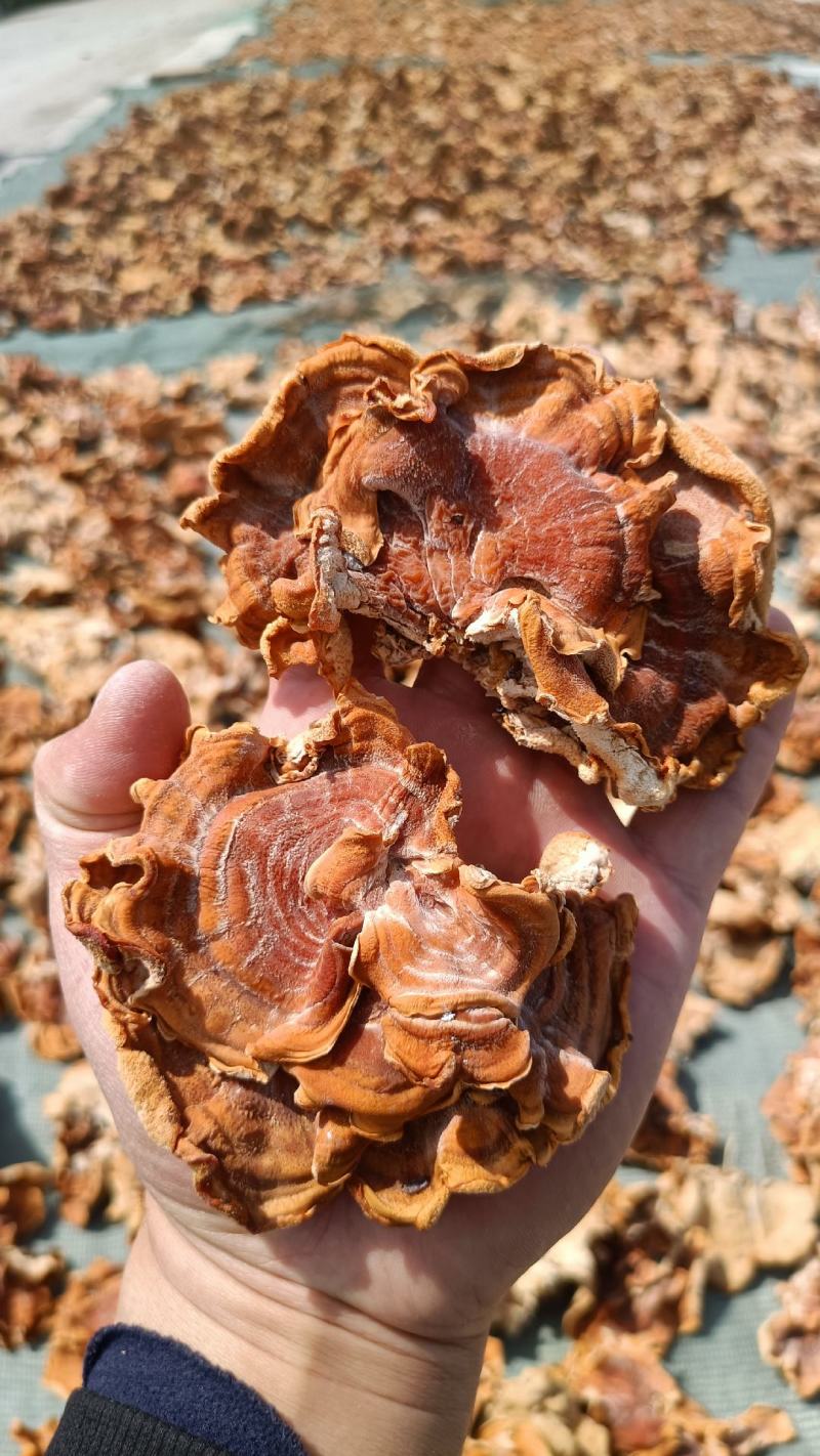 榆耳种植基地,榆耳产地一手货源批发零售榆耳灵芝菌菇