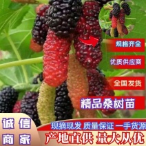 新品种果桑苗香金甚果桑苗（不易落果味甜产量高）
