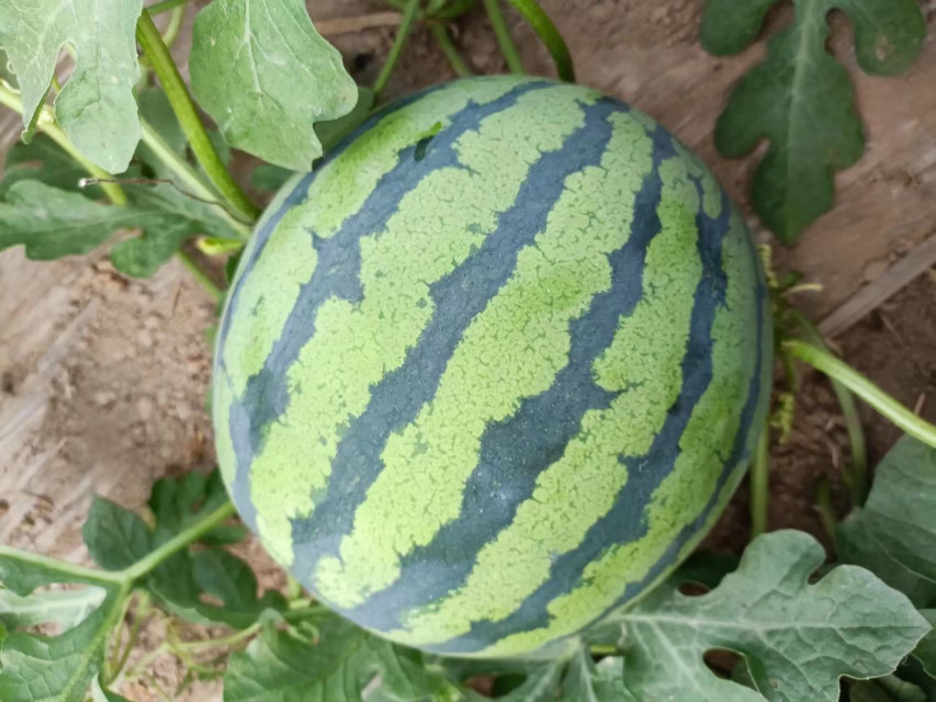 8424西瓜成熟果实特写