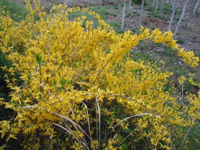 图片展示了一株盛开的青翘植物,金黄色的花朵在绿叶中格外醒目,背景为春日阳光下的自然环境。 青翘植物特写