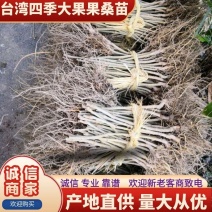 台湾四季大果果桑苗(产量高基地直供现挖发货)