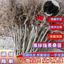 黑珍珠果桑（味甜耐寒品种南北方都可种植)