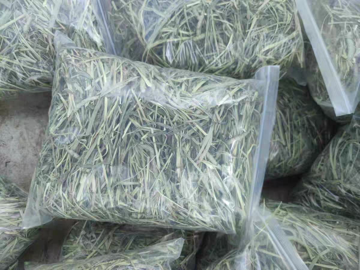 专业人员使用便携设备现场测定牧草干物质含量,确保饲喂量计算精准 技术人员手持便携式干物质速测仪在现场检测刚刈割的皇竹草样本,仪器显示屏清晰显示"DM: 24.3%",背景为标准化羊舍外饲喂区