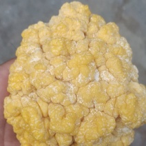 金耳菌鲜品