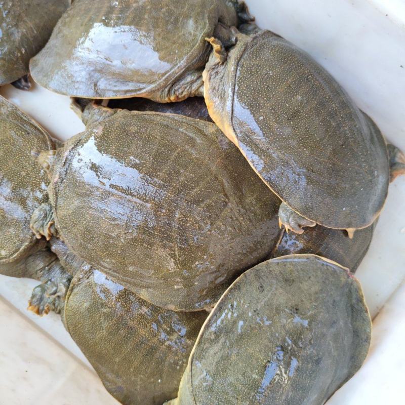 4斤公甲鱼元鱼高端食材胶质丰富美味可口