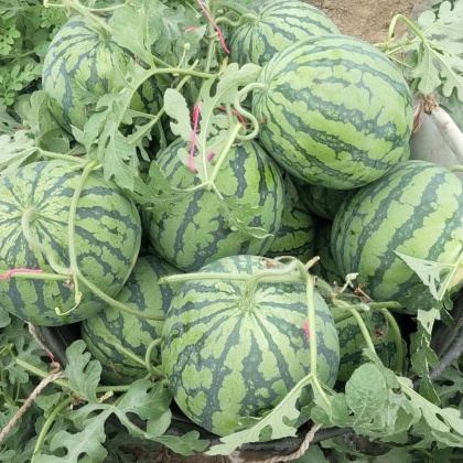 河南周口西华县938吊兰西瓜产地行情