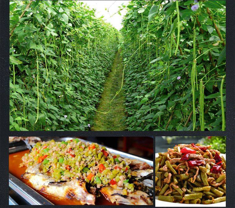 展示腌制完成的长豆角和辣椒成品,颜色鲜亮,质地脆嫩 腌好的豆角和辣椒成品图