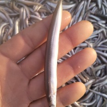 油滚子鱼