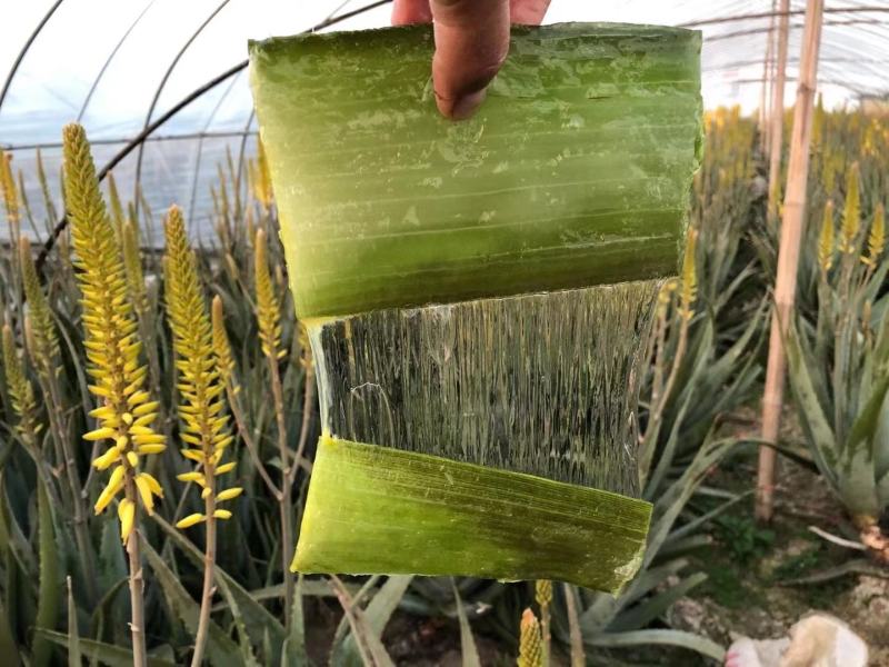 河北库拉索芦荟苗产地直销,货量有限,低价出售,美容院专用