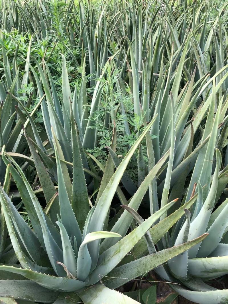 河北库拉索芦荟苗产地直销,货量有限,低价出售,美容院专用