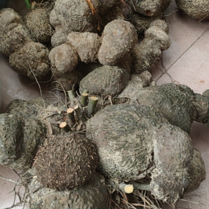 薯莨广西大山纯野生老薯莨血莨野生薯莨血母血三七血葫芦新鲜货批发够