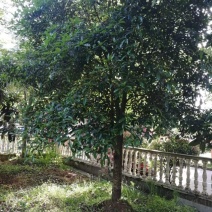 桂花树，枇杷树