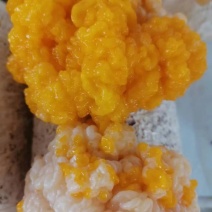 金耳菌