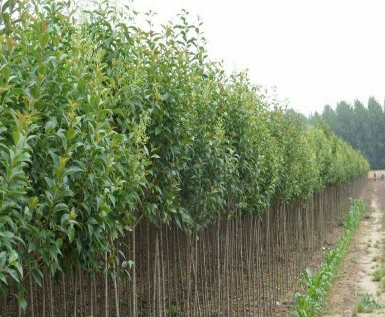 大叶女贞作为绿篱的应用场景