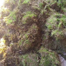青苔，苔藓，干青苔