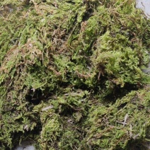 苔藓，干青苔