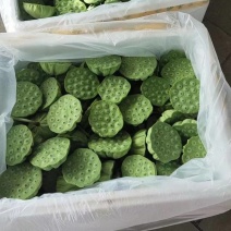 鲜莲蓬水果莲蓬嫩莲蓬海南早期莲蓬供应青莲蓬大量发货