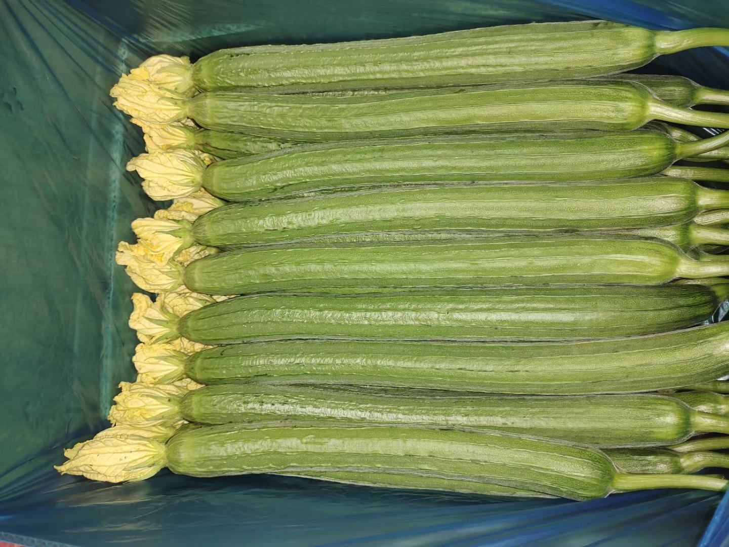 丝瓜切片展示其内部结构与水分含量