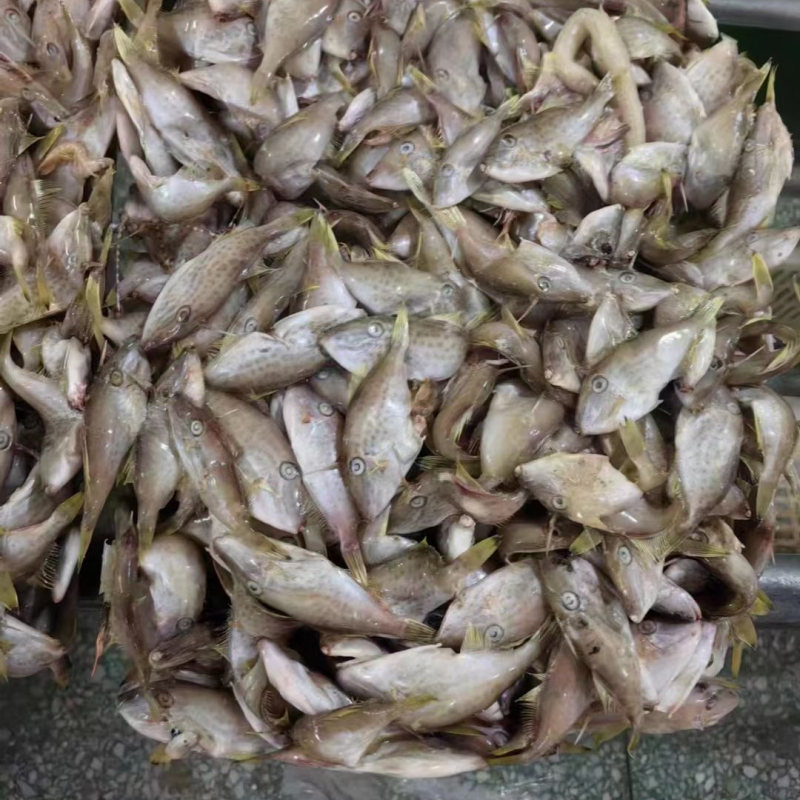 马面鱼40条/斤小马面鱼